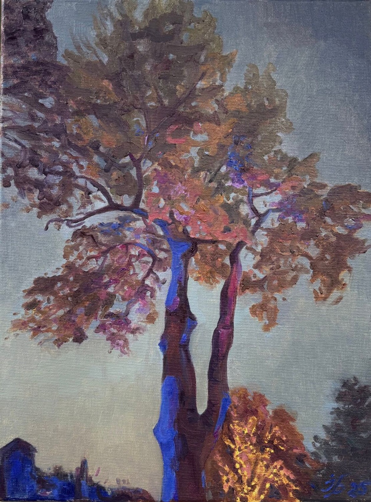 Evening Light at Cristmas