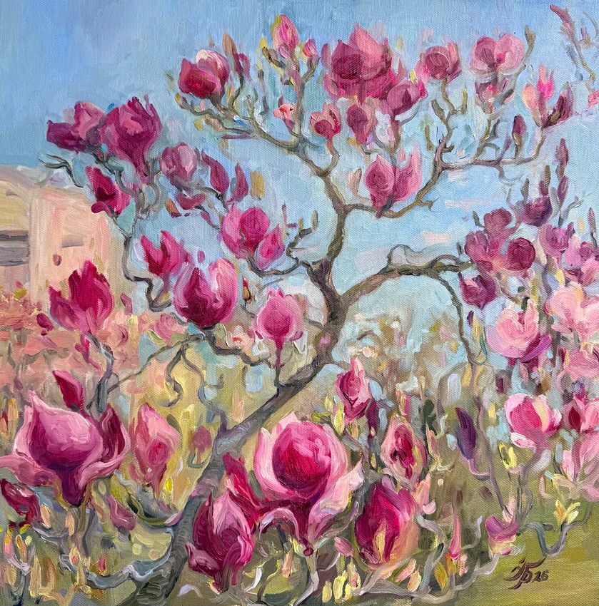 Magnolia in bloom - view 2